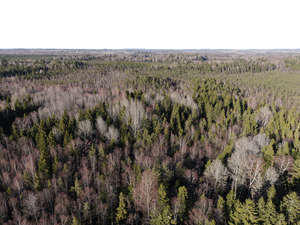 bird-view background with forest