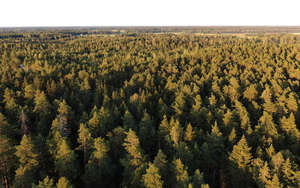 above view of a forest in golden evening light
