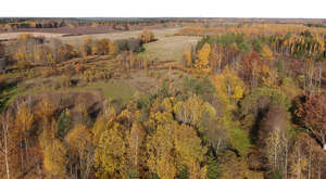 drone view of a forest in autumn colours