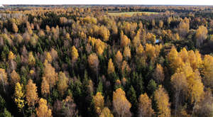 bird-eye view of a forest in autumn