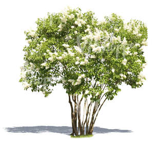 cut out blooming white lilac