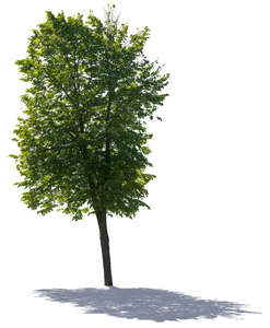 backlit linden tree