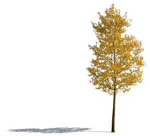 cut out tree with yellow leaves in autumn
