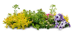 cut out flowerbed with different plants