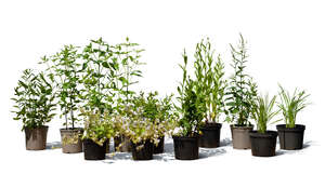 cut out group of different potted plants