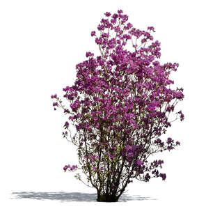 cut out blooming purple rhododendron