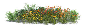 rendered composition of different blooming flowers and plants on transparent background
