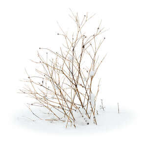 cut out leafless small bush in winter in snow