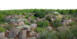 cut out foreground rockery with blooming plants