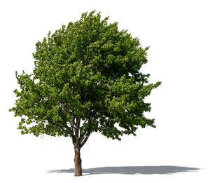 big maple tree with fresh thick foliage
