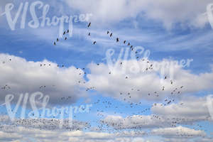 cloudy daytime sky with a flock of birds