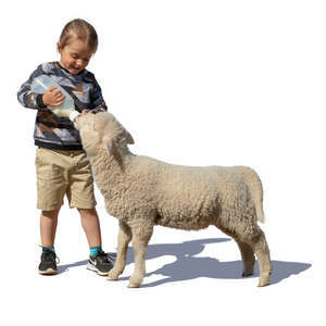 little boy feeding a lamb