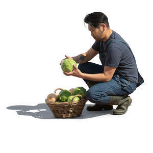 cut out man collecting cabbage harvest in the garden