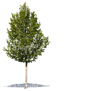 cut out small deciduous tree