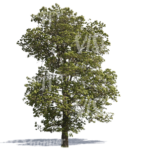 cut out big deciduous tree