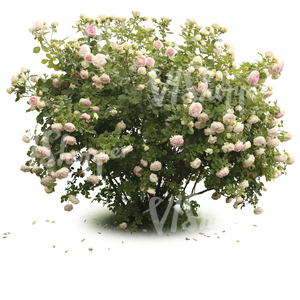 blooming rose bush with pink blossoms