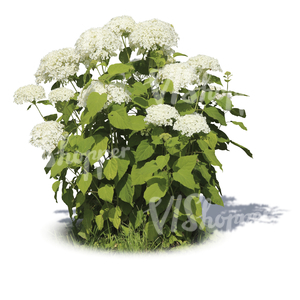 cut out garden plant with big white blossoms