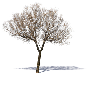 cut out medium size bare tree 