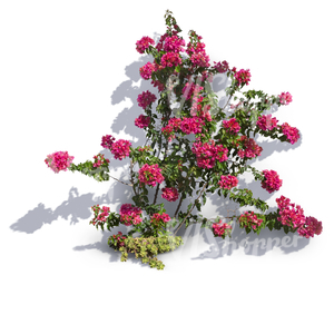 cut out climbing plant with pink blossoms