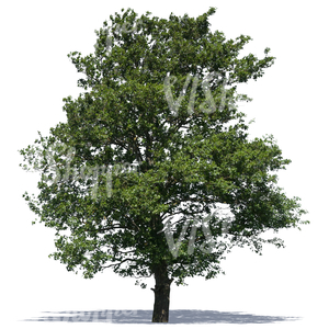 cut out big deciduous tree