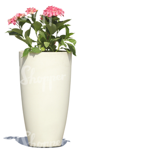 pink blooming flower in a white pot