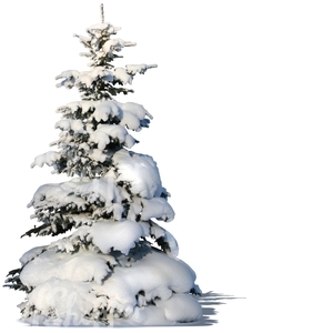 cut out snowy fir