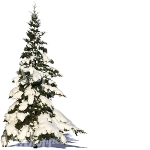 cut out snowy fir