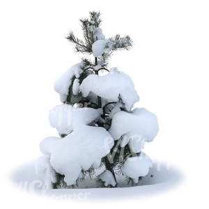 cut out small snowy fir