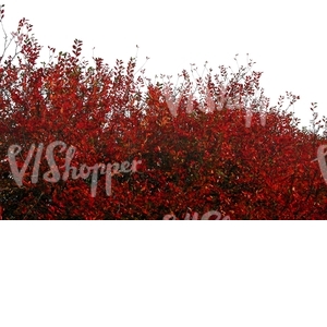 cut out branch with red leaves