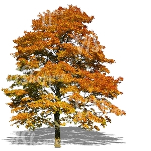 cut out big maple tree with yellow autumn leaves