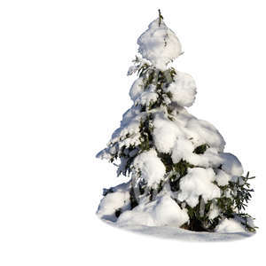 cut out small spruce covered with lot of snow