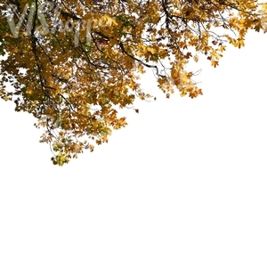 cut out maple branch with yellow leaves