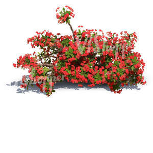 cut out small bush with red blossoms