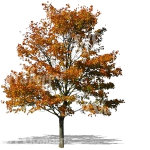 cut out maple tree with yellow autumn leaves