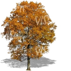 cut out big tree with golden leaves