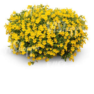 cut out large flower bush with yellow blossoms 