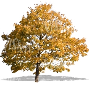 cut out maple with autumn leaves
