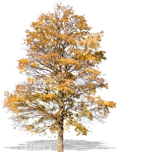 cut out tree with yellow autumn leaves