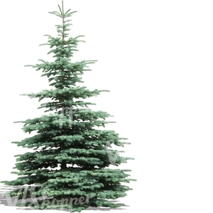 cut out silver spruce