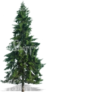 cut out spruce