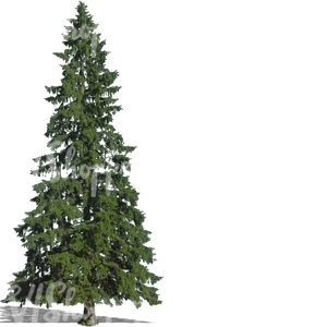 cut out tall fir tree