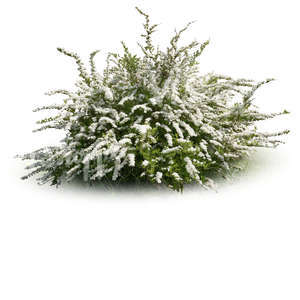 cut out blooming bush with white blossoms