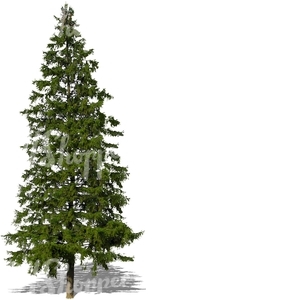 cut out big spruce tree