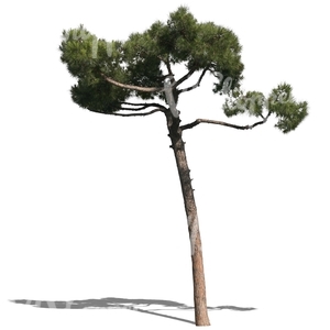 cut out small pine