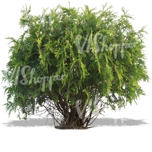 cut out small thuja