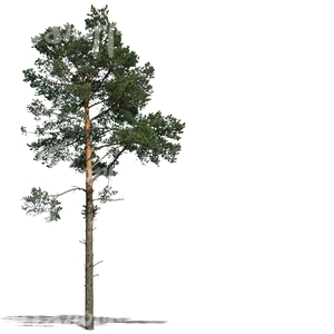 cut out big thin pine