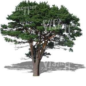 cut out conifer