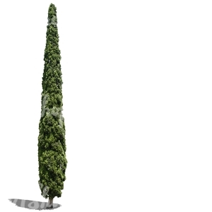 cut out cypress