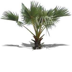 cut out small palm