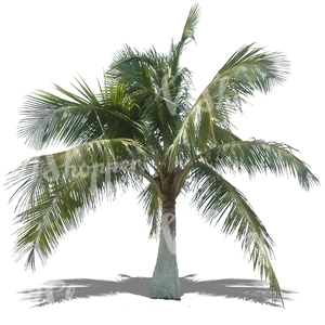 free cut out palm tree